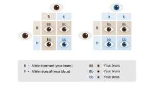 Tableau des combinaisons de deux allèles codant pour le phénotype d’yeux bruns ou bleus. L’allèle brun domine sur l’allèle bleu. Deux cas sont présentés, celui de deux parents hétérozygotes aux yeux bruns, puis d’un parent hétérozygote aux yeux bruns et un aux yeux bleus.