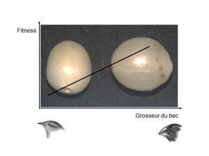 Graphique du fitness en fonction de la grosseur du bec. La pente positive de la droite montre que les oiseaux à gros bec ont un fitness supérieur à celui des oiseaux à petits becs.