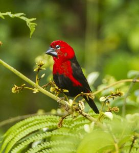 Un oiseau au plumage rouge et noir et au bec massif est perché sur une branche.