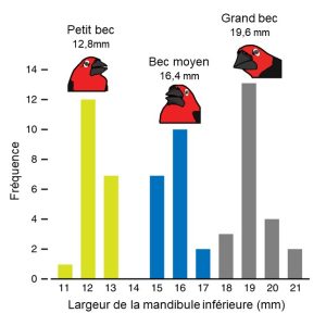 Un graphique de distribution de fréquence de la largeur de la mandibule du bec d’un oiseau montre de la variation pour ce trait, allant de 11 mm à 21 mm, avec une distribution tri-modale de becs classés comme « petits », « moyens » et « grands ».