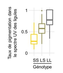 Un graphique à moustache (aussi appellé « box-plot ») montre que la médiane du taux de pigmentation des ligules est la plus basse chez les individus dont le génotype est SS, suivi de valeurs intermédiaires chez les individus hétérozygotes LS, puis les individus homozygotes LL qui ont la plus haute valeur de taux de pigmentation.