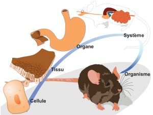 Cellule imbriquée dans un tissu qui se trouve dans un organe, l’estomac, qui se trouve à son tour dans le système digestif, retrouvé à l’intérieur d’une souris.