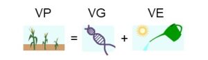 Équation VP = VG + VE illustrée par la variation dans la croissance de plants de maïs (variation phénotypique) qui résulte du génotype des individus (variation génétique) et de l’ensoleillement et l’arrosage (variation environnementale).