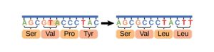 Traduction d’un ARN en acides aminés. Il y a délétion de deux nucléotides (thymine et adénine) apportant un changement dans le cadre de lecture. Les acides aminés produits ne sont plus les mêmes à partir de la délétion.
