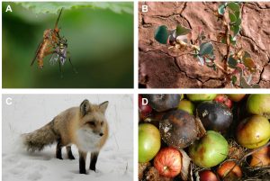 A) Une mouche se fait prédater par un diptère. B) Une plante pousse dans un sol sec du désert. C) Un renard est dans la neige. D) Certaines pommes sont infectées par un champignon pathogène et leur pelure est noircie.