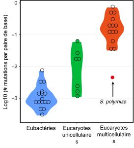 Un diagramme en violon illustre que le nombre de mutations par paire de base de séquence codante varie entre les eubactéries, les eucaryotes unicellulaires et les eucaryotes multicellulaires, ces derniers ayant les plus hauts taux de mutation. À l’intérieur des eucaryotes multicellulaires, la lentille d’eau a un taux beaucoup plus bas que les autres espèces.