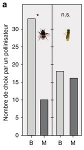 Graphique à barre montrant le nombre de choix par un pollinisateur pour différents types de plants de chous. À gauche le bourdon choisit trois fois plus souvent un plant qui a évolué avec un bourdon comme pollinisateur. À droite, une mouche n’a pas de préférence pour une lignée expérimentale ou l’autre.