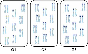 Individu diploïde représenté par une paire de chromosomes avec un locus coloré représentant l’allèle bleu ou l’allèle jaune. Les fréquences alléliques d’une population d’individus diploïdes changent au fil de trois générations. Génération 1 : 3 homozygotes pour l’allèle bleu, 2 homozygotes pour l’allèle jaune et 5 hétérozygotes. Génération 2 : 6 homozygotes pour l’allèle bleu et 4 hétérozygotes. Génération 3 : 9 homozygotes pour l’allèle bleu et 1 hétérozygote.