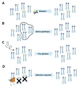 Schématisation d’une population d’individus diploïdes représentés par une paire de chromosomes avec un locus coloré indiquant la présence de l’allèle bleu ou jaune. On représente sous forme schématique les 4 forces évolutives en montrant le changement de fréquence des allèles de la population de la génération 1 à la génération 2. A) la mutation : à la génération 2, un allèle est devenu rose puisqu’il y a eu une mutation. B) la dérive génétique : la population de la génération 1 comportait des allèles bleus et jaunes, mais à la génération 2 il y a seulement des allèles bleus puisque seuls les homozygotes pour l’allèle bleu se sont reproduits à la génération 1. C) le flux génique : un nouvel individu migre dans la population à la génération 1 avec un allèle rose. Cet individu a pu se reproduire, donc il y a des allèles roses dans la population à la génération 2. D) la sélection naturelle : le phénotype homozygote jaune est désavantageux. Ces individus sont mangés par un prédateur. À la génération 2, l’allèle jaune est moins fréquent dans la population.