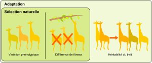 Girafes avec différentes longueurs de cou représentant la variation phénotypique. Les girafes avec un petit cou ne peuvent pas atteindre les feuilles hautes d’un arbre. Elles ne vont donc pas survivre. La girafe avec un long cou peut se nourrir. Cela représente des différences de fitness entre les phénotypes. La variation phénotypique et les différences de fitness sont associées, ce qui est la définition de la sélection naturelle. Dans une deuxième étape, les girafes au long cou se reproduisent et ont des rejetons au long cou, ce qui suggère que l’héritabilité du trait est élevée. Si le trait a une haute héritabilité, la sélection naturelle peut mener à l’adaptation.