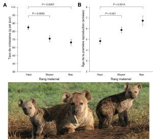 Photo d’une hyène tachetée et ses deux rejetons. A) Le premier graphique représente la moyenne du taux de croissance des rejetons mâles en fonction du rang social maternel (classé en catégories haut, moyen ou bas). Le taux de croissance est plus grand lorsque le rang social maternel est haut et diminue significativement lorsqu’il est bas. B) Le deuxième graphique représente la moyenne de l’âge à la première reproduction des rejetons mâles en fonction du rang social maternel (haut, moyen ou bas). Le rejeton se reproduit significativement plus précocement lorsque le rang social maternel est haut que lorsqu’il est bas.