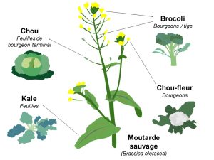 Plant de moutarde sauvage (Brassica oleracea) dont différentes parties de la plante sont visées par la sélection artificielle afin de créer différents légumes tels que le chou (feuilles de bourgeon terminal), le kale (feuilles), le brocoli (bourgeons/tiges) et le chou-fleur (bourgeons).