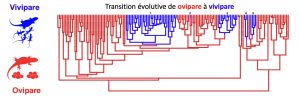 Un arbre phylogénétique représente la transition de l’oviparité vers la viviparité qui s’est produite 5 fois de manière indépendante.