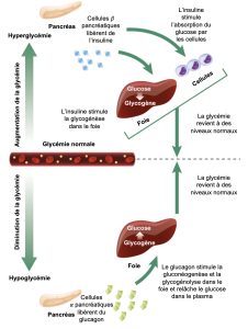 La glycémie normale est représentée au centre de l’image par un vaisseau sanguin contenant des globules rouges et des molécules de glucose. Dans le haut de l’image, on présente la boucle de rétrocontrôle qui s’enclenche lors qu’il y a une augmentation de la glycémie. Lors d’une hyperglycémie, les cellules beta du pancréas relâchent de l’insuline. L’insuline stimule l’absorption du glucose par les cellules et la glycogénèse dans le foie ce qui permet de revenir à une glycémie normale. En bas, l’inverse se produit où une glycémie trop basse (hypoglycémie) force les cellules alpha du pancréas à relâcher du glucagon. Le glucagon stimule la gluconéogenèse et la glycogénolyse dans le foie et celui-ci relâche le glucose dans le plasma. La glycémie revient à la normale.
