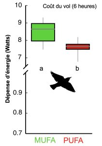 Un graphique à moustache (aussi appelé box-plot) présente la moyenne des dépenses énergétiques pour un vol de 6 heures mesurée en watts à l’aide de la technique de l’eau doublement marquée pour deux groupes d’oiseaux : à gauche ceux nourris pour avoir un profil de gras monoinsaturés et à droite le groupe nourri pour avoir un profil de gras polyinsaturés. Le premier groupe a un coût énergétique de vol moyen de presque 9 watts alors que le deuxième groupe a une moyenne d’environ 7,6 watts, ce qui représente une différence significative.