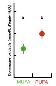 Un graphique présente la moyenne du dommage oxydatif mesuré dans le plasma sanguin pour deux groupes d’oiseaux : à gauche ceux nourris pour avoir un profil de gras monoinsaturés et à droite le groupe nourri pour avoir un profil de gras polyinsaturés. Le premier groupe a un dommage oxydatif moyen d’un peu plus de 10 mmol par litre d’équivalent de H2O2 alors que le deuxième groupe a une moyenne d’environ 15 mmol par litre d’équivalent de H2O2, ce qui représente une différence significative.