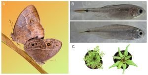 Deux papillons de la même espèce présentant des patrons de coloration différents. Deux poissons de la même espèce ont des différences morphologiques selon leur environnement, telles que la grosseur des yeux. La morphologie des feuilles diffère chez deux individus d’une même espèce de plante.