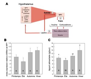 En haut, la boucle de rétroaction du neuropeptide NPY : la production de NPY amène la faim qui augmente le relâchement d’insuline et de corticostérone dans les muscles et le tissu adipeux blanc. Les tissus adipeux relâchent de la leptine qui envoie un signal de satiété au cerveau à travers plusieurs hormones au diminue la production de NPY. En bas, à gauche, un graphique montre en y le niveau d’expression d’ARN messager pour le gène NPY pour les traitements représentant les quatre saisons. On observe qu’à l’automne et à l’hiver l’expression du gène est plus élevée qu’à l’été et qu’au printemps, mais ces différences ne sont pas significatives. À droite, un graphique montre en y l’apport alimentaire du toupaye selon les 4 saisons. On observe les mêmes tendances et pour cette variable les différences sont significatives entre l’automne et l’hiver versus le printemps et l’été.