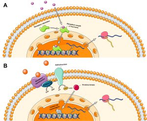Schéma de l’intérieur d’une cellule. A) Une hormone stéroïdienne traverse la membrane cellulaire et se lie à un récepteur situé dans le cytoplasme. Le complexe hormone-récepteur se localise ensuite dans le noyau. Le récepteur nucléaire stéroïdien agit comme facteur de transcription et le complexe active l’expression d’un gène. Le gène est transcrit en ARN. L’ARN migre vers le cytoplasme où il est traduit en protéine par un ribosome. B) Une hormone protéique se lie à un récepteur membranaire. Le récepteur est couplé à une protéine G. La protéine transforme du GTP en GDP et active l’adénylcyclase. L’adénylcyclase transforme l’ATP en AMPc, qui est le second messager. L’AMPc active une protéine kinase qui enclenche une cascade de signalisation résultant de l’activation de facteurs de transcription pour l’expression de gène dans le noyau. Le gène est transcrit en ARN. L’ARN migre vers le cytoplasme où il est traduit en protéine par un ribosome.