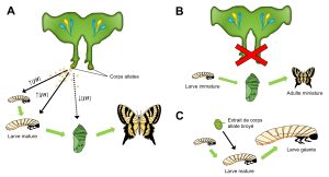 A) Schéma du corps allate d’un insecte qui sécrète une haute concentration d’hormone juvénile au stade larvaire immature et mature. La diminution de la quantité d’hormone juvénile sécrétée entraine le début de la transformation. La chenille fait sa chrysalide. Finalement, au stade adulte, il n’y a plus de sécrétion de l’hormone juvénile. B) Si on procède à l’ablation du corps allate de l’insecte au stade larvaire, sa métamorphose sera initiée comme il n’y a plus de sécrétion de l’hormone juvénile. Cela résulte en un adulte miniature, car la larve s’est métamorphosée trop tôt. C) Si on donne un extrait de corps allate broyé à une larve qui devrait passer à la métamorphose, la transformation vers le stade adulte ne sera pas amorcée. Le résultat est une larve géante.