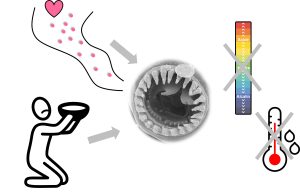 Photo de la mâchoire dentée d'un nématode. Une flèche, associée à un coeur et des particules roses, représentant les phéromones, pointe vers la mâchoire. Une autre flèche, associé à un symbole de famine, pointe aussi vers la mâchoire. Des symboles représentant la température et le pH sont barrés par un X puisqu'ils n'ont pas d'effet sur le développement de la mâchoire.