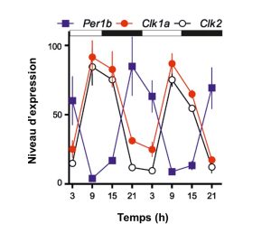 Graphique du niveau d’expression en fonction du temps de trois gènes de l’horloge. Les ARN messagers des éléments positifs clk1a et clk2 présentent des cycles en phase alors que l’élément négatif per1b présente un cycle d’expression inverse.
