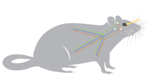 Une silhouette de mammifère montre la localisation des différentes horloges biologiques et de l’épiphyse ainsi que leurs interrelations avec des flèches les reliant.