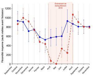 Graphique en courbe montrant en y la fécondité moyenne (œufs visibles avant l’éclosion) pour des poissons-clowns vivant sur des anémones. En x les mois consécutifs entre septembre et novembre de l’année suivante. On a donc un suivi dans le temps de la fécondité des poissons. Entre les mois d’avril et de juillet, l’arrière-plan du graphique est rouge et représente l’évènement de réchauffement de 2016. Le graphique montre deux lignes : une courbe bleue qui représente les poissons vivants sur des anémones non blanchies et une courbe rouge qui représente les poissons vivant sur des anémones blanchies pendant l’évènement de réchauffement. Les courbes se ressemblent en septembre. La fécondité augmente entre octobre et janvier puis se met à diminuer. En avril, la courbe rouge chute à zéro œuf alors que la bleue reste autour de 600 œufs visibles et, après la période de réchauffement, la courbe rouge remonte à des niveaux supérieurs à la courbe bleue et diminue pour revenir au même niveau.