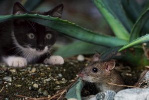 Photo d’un chat qui observe une souris figée entre les plantes avoisinantes.