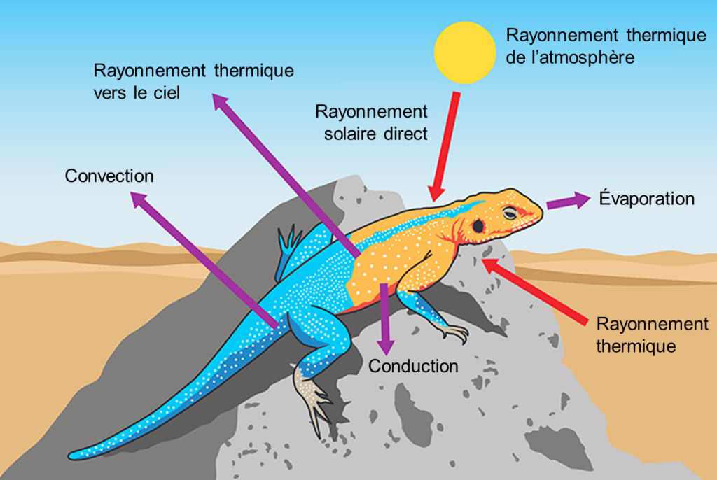 Figure 1. Mécanismes d’échange de chaleur entre un animal et son environnement. Adapté de [5].