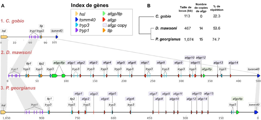 Les schémas des locus et le cladogramme montrent que le nombre de copies de afgp varie entre les différentes espèces. C. gobio possède aucune copie de ce gène, D. mawsoni en possède 14 et P. georgianus en possède 15.