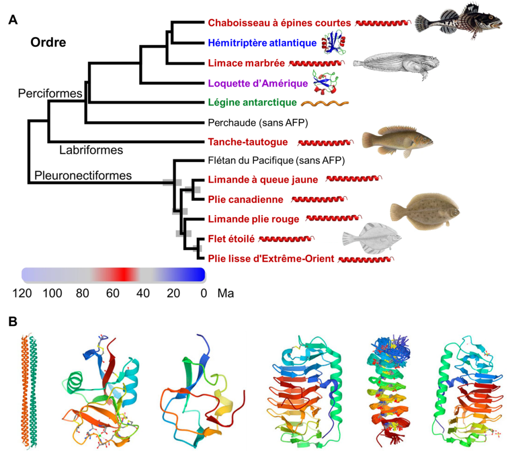 Le panneau A représente un arbre phylogénétique de 13 espèces de poissons. Huit de ces espèces sont illustrées en rouge, car elles produisent des AGFP de type 1. Deux espèces sont représentées en bleu et mauve, car elles produisent des AGFP de type 2. Une espèce est représentée en vert, car elle produit des glycoprotéines antigels. Le panneau B illustre des protéines structurantes de la glace qui prennent différentes formes en fonction des espèces.