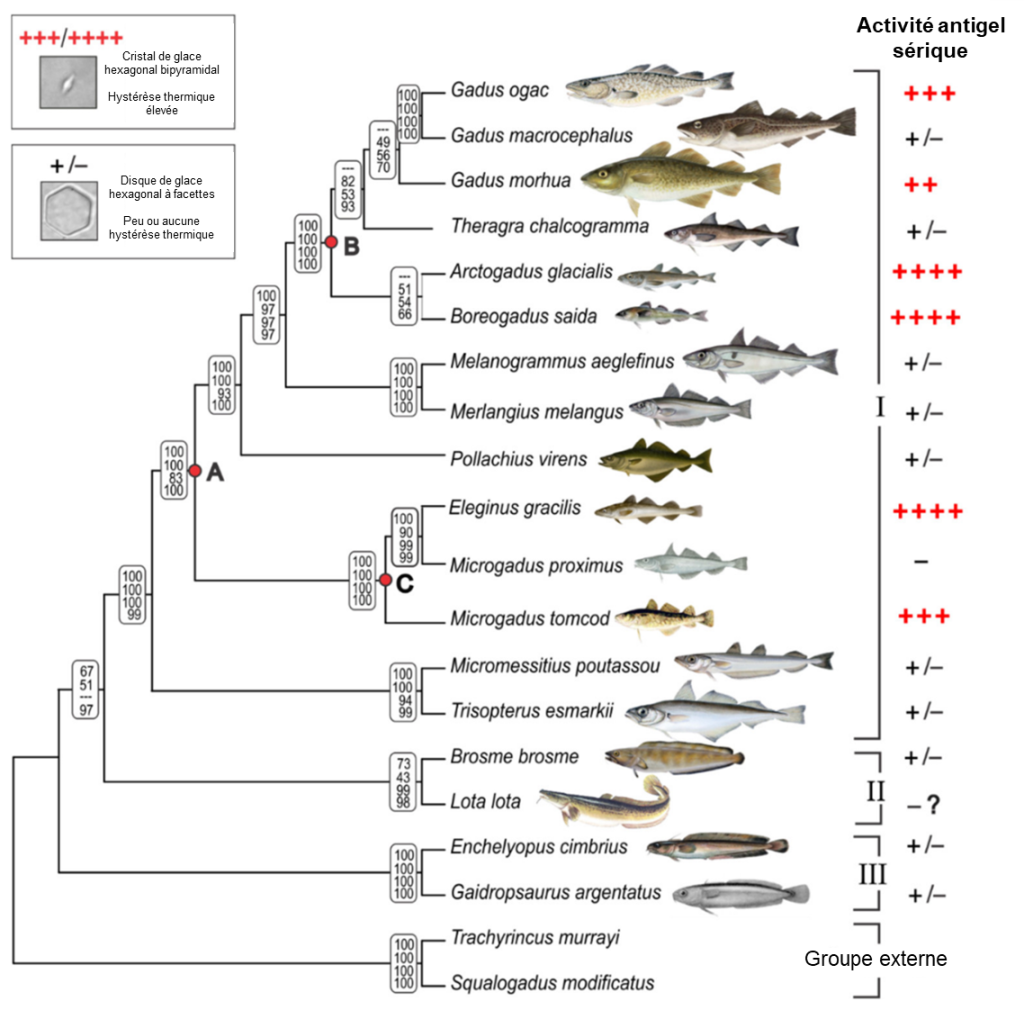 Cladogramme d’une vingtaine d’espèces de poissons de la famille des gadidés. Six espèces sont identifiées par une série de 3 ou 4 +. Les autres espèces ont un « +/- » ou un « - ». Trois ancêtres porteurs des gènes AFGP sont identifiés dans l’arbre.