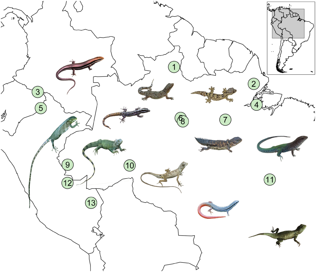 Carte de l’Amazonie sur laquelle 13 espèces de lézards sont représentées dans divers sites.