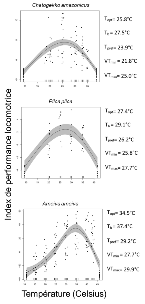 Trois courbes de performance. La courbe Chatogekko amazonicus montre une température optimale de 25,8 degrés Celsius. La courbe de Plica plica montre une température optimale de 27,4 degrés Celsius. La courbe de Ameiva Ameiva montre une température optimale de 34.5 degrés Celsius.