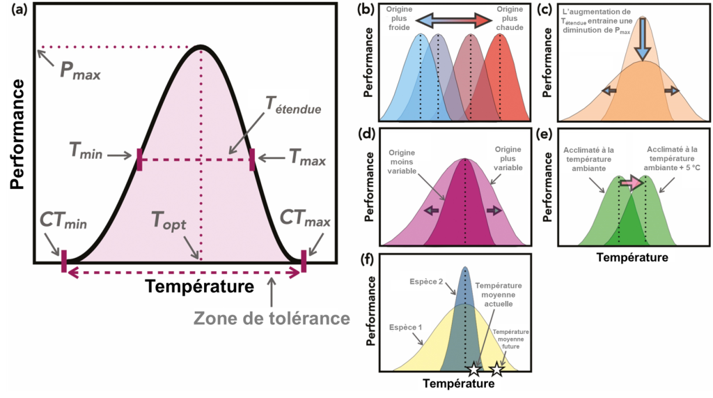 (A) Courbe de performance thermique. Performance sur l’axe des Y et Température sur l’axe des X. La courbe est en forme de cloche. Le maximum atteint par la courbe est identifié comme Pmax. La température associée à ce maximum est identifiée comme Topt. Les températures auxquelles les performances atteignent zéro sont identifiées comme CTmin et CTmax. L’intervalle entre les deux est identifié comme la zone de tolérance. Les températures auxquelles la performance est d’environ 50 % sont identifiées comme Tmin et Tmax. L’intervalle entre les deux est identifié comme Tétendue. (B) Quatre courbes de performance thermique avec la même performance maximale, mais des optimums de température différents. La courbe avec l’optimum le plus faible représente une population d’origine plus froide alors que la courbe avec l’optimum le plus élevé représente une population d’origine plus chaude. (C) Deux courbes de performances thermiques. La première a une étendue étroite et une performance maximale élevée. Des flèches pointent vers la deuxième courbe, qui est affaissée : l’étendue est plus grande, mais la performance maximale est aussi réduite. (D) Deux courbes de performances thermiques avec la même performance maximale, mais une étendue différente. L’espèce ou la population qui provient d’une région où les températures sont moins variables a une courbe plus étroite et l’espèce ou la population qui provient d’une région où les températures sont plus variables a une courbe plus étendue. (E) Deux courbes de performances thermiques avec la même étendue et la même performance maximale, mais des optimums différents. L’individu acclimaté à la température ambiante a un optimum de température inférieur à l’individu acclimaté à une température 5 °C plus élevée que la température ambiante. (F) Deux courbes de performance thermique avec une performance thermique et une étendue différentes. Deux étoiles sur l’axe de température représentent respectivement la température moyenne actuelle et la température moyenne future, en référence aux changements climatiques. La courbe la plus étendue et ayant une performance maximale inférieure englobe les deux températures. La courbe la moins étendue avec la plus grande performance maximale englobe uniquement la température actuelle. La température future est donc supérieure à son maximum thermique critique.