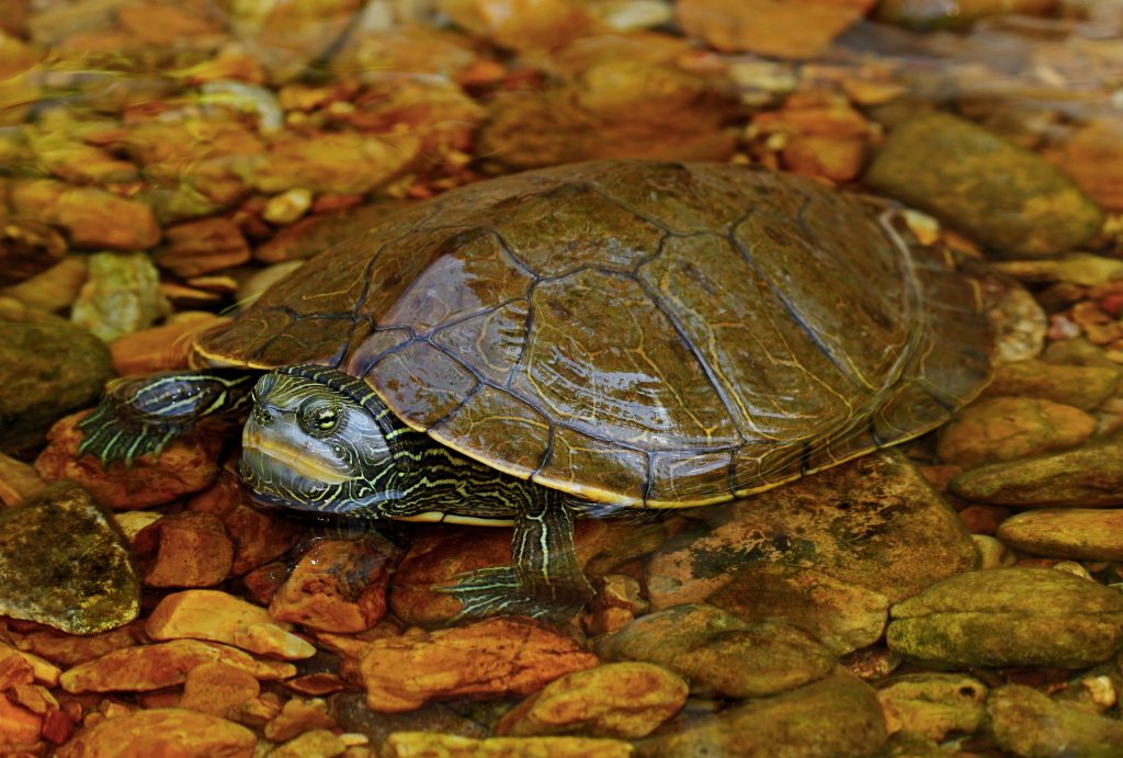 Photo d’une tortue géographique en partie immergée dans l’eau claire, qui laisse transparaitre des roches au fond.