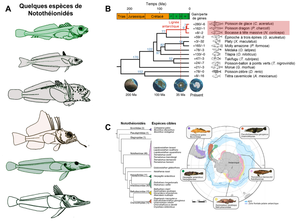 (A) Dessins de 6 espèces de Notothéionidés (B) Arbre phylogénétique accompagné d’une ligne du temps (Trias, Jurassique, Crétacé, Paléocène, Éocène, Oligocène, Miocène). Une branche de l’arbre qui prend naissance à la fin du Crétacé est identifiée comme « Lignée antarctique ». Au bout de cette branche se trouvent les poissons de glace, les poissons dragons et les bocasses à tête massive, qui font partie du sous-ordre des Notothéionidés. (C) Arbre phylogénétique des Notothéionidés accompagné d’une carte de l’Antarctique et de l’océan Austral. Cinq espèces et leur aire de répartition sont illustrées sur la carte.