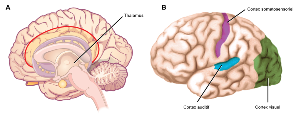 A) Schéma d’une coupe sagittale d’un cerveau humain où le thalamus est identifié. B) Schéma d’un cerveau humain complet où sont identifiés le cortex somatosensoriel dans le lobe pariétal, le cortex auditif dans le lobe temporal et le cortex visuel dans le lobe occipital.