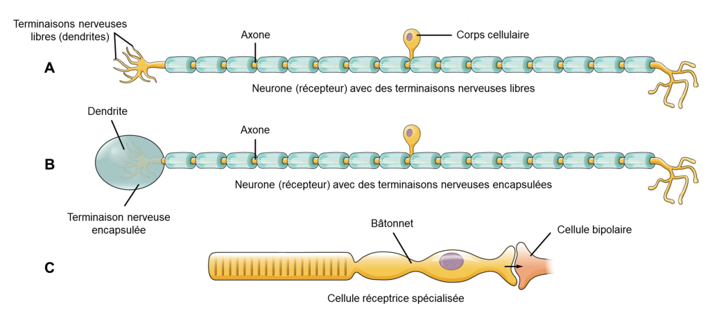 A) Neurone sensoriel unipolaire à axone myélinisé et à terminaisons nerveuses libres, c’est-à-dire que les dendrites ne sont associées à aucune structure particulière. B) Neurone sensoriel unipolaire à axone myélinisé et à terminaisons nerveuses encapsulées, c’est-à-dire que les dendrites sont contenues dans une structure spécialisée. C) Cellule en bâtonnet qui fait synapse avec une cellule bipolaire