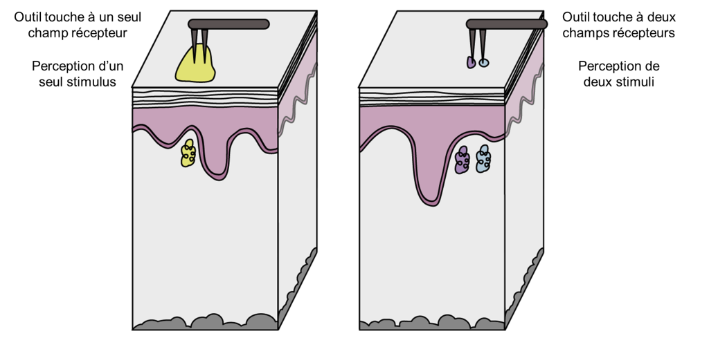 Deux schémas de tranche de la peau montrant des champs récepteurs à la surface et les cellules réceptrices associées dans le derme. À gauche est illustré un grand champ récepteur. Un outil composé de deux extrémités pointues touche à ce champ récepteur. Les deux pointes sont comprises dans le même champ récepteur et il est indiqué que l’individu perçoit alors un seul stimulus. À droite sont illustrés deux petits champs récepteurs. Le même outil à deux pointes est utilisé. Chaque pointe touche à un champ récepteur différent et il est indiqué que l’individu perçoit alors deux stimuli.