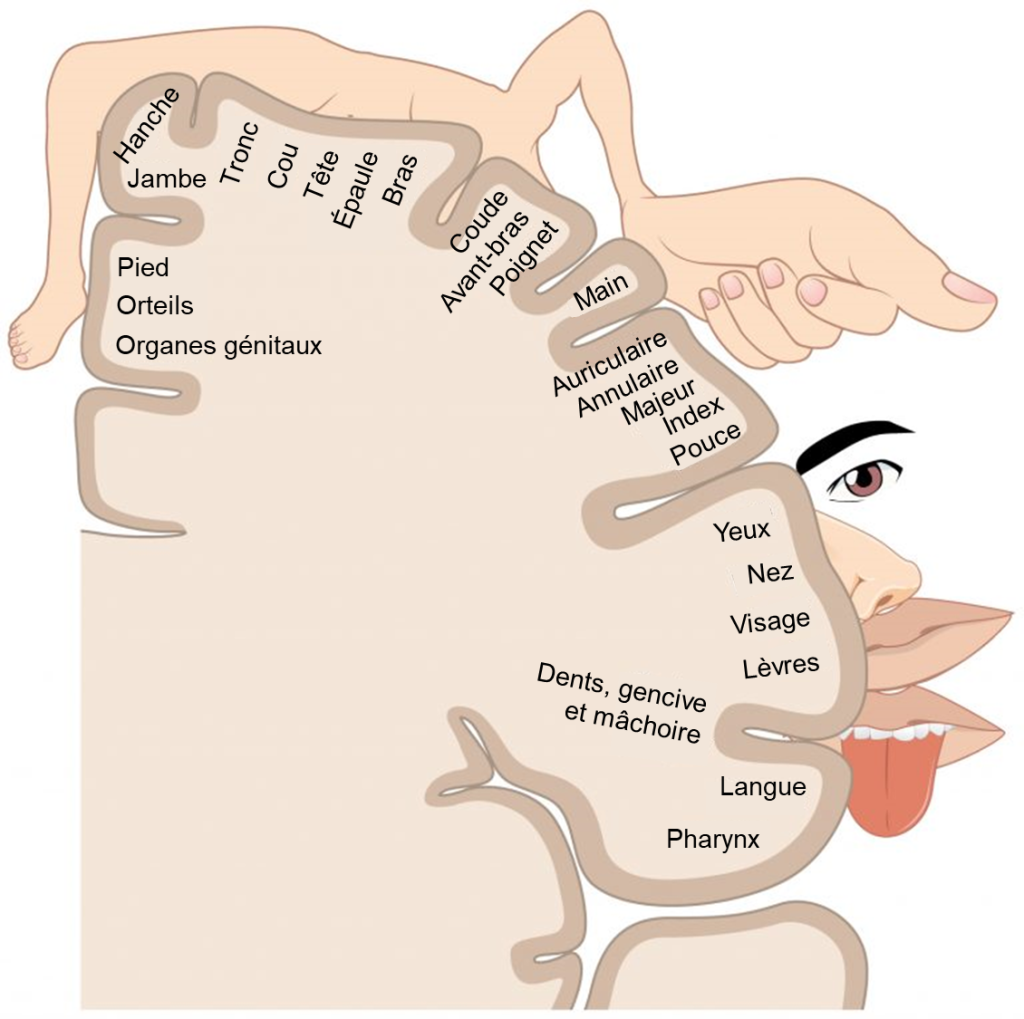 Coupe frontale du cerveau montrant à la surface les différentes parties du corps associées à chaque zone.