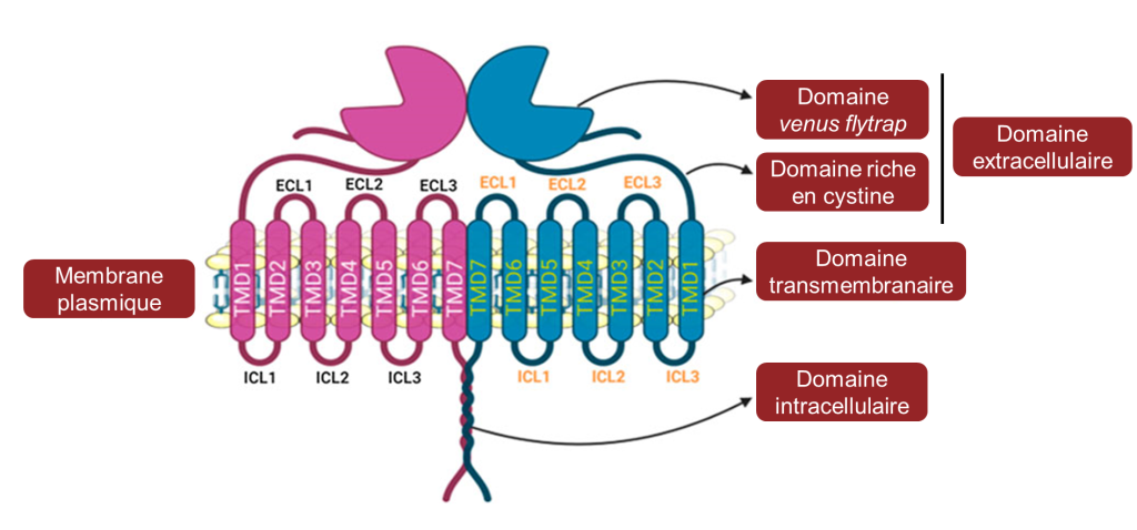 Texte alternatif : Schéma d’un hétérodimère transmembranaire. La première unité est en rose et la deuxième en bleu. Chaque unité possède un domaine venus flytrap et un domaine riche en cystine, qui forment le domaine extracellulaire. Chaque unité possède aussi un domaine transmembranaire. Les extrémités des deux unités sont enroulées l’une sur l’autre et forment le domaine intracellulaire.