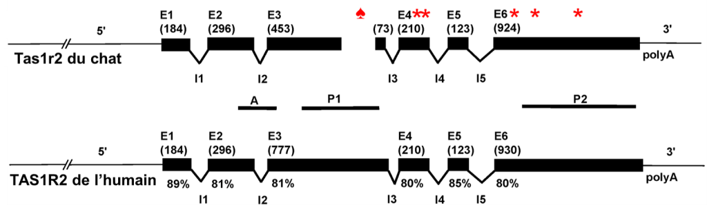 Structure du gène Tas1r2 du chat en haut et du gène TAS1R2 de l’humain en bas. Le gène du chat est composé de 6 exons séparés par 5 introns. Une délétion de 247 pb est identifiée dans l’exon 3. À droite de cette délétion se trouvent 5 codons STOP (TGA) indiqués par une étoile suivie d’une précision sur la cause de ce codon STOP (délétion dans l’exon 3 ou substitution indépendante de la délétion). Le gène de l’humain est composé de 6 exons séparés par 5 introns. Aucune délétion n’est indiquée. Le pourcentage de similarité entre chaque exon humain et son équivalent chez le chat varie entre 80 et 89 % selon l’exon.
