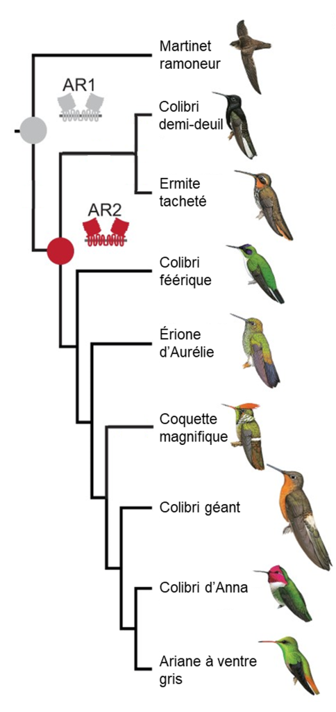 Cladogramme montrant 8 espèces de colibris ainsi que le martinet ramoneur. AR1 est apparue chez l’ancêtre commun des colibris et du martinet ramoneur. AR2 est apparue chez l’ancêtre des colibris.