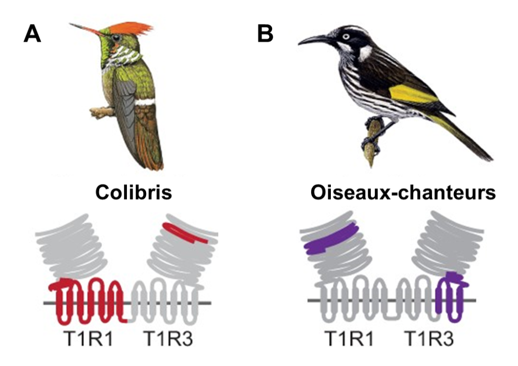 À gauche, un dessin de colibri au-dessus de son récepteur T1R1-T1R3. À droite, un dessin d’oiseau-chanteurs au-dessus de son récepteur T1R1-T1R3. Les modifications de la protéine qui permettent de détecter le sucre sont en couleur (mauve pour l’oiseau-chanteur et rouge pour le colibri), alors que le reste de la protéine est en gris. Chez le colibri, la partie colorée est principalement dans la section T1R3. Chez l’oiseau-chanteur, la partie colorée de la protéine est principalement dans la section T1R1.