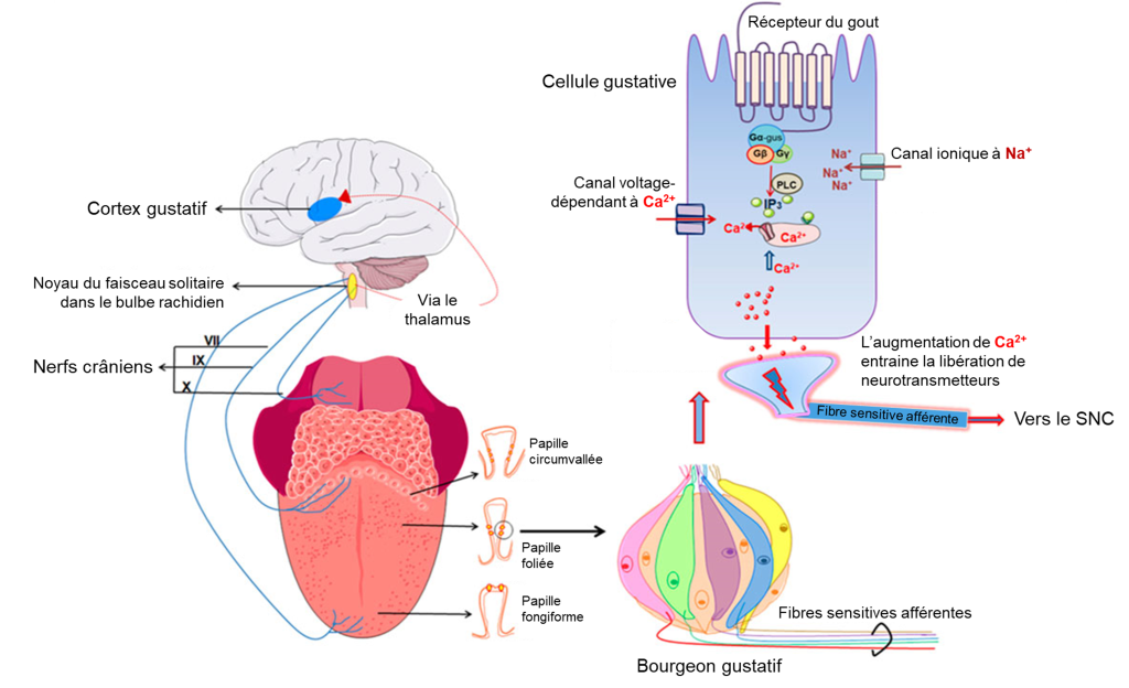Texte alternatif : En haut à droite se trouve le schéma d’une cellule gustative. Dans la membrane est illustré un récepteur du gout. Lorsqu’il est activé, il y a une cascade de réactions qui implique l’entrée de NA+ et de Ca2+ dans la cellule. L’entrée de Ca2+ entraine la libération de neurotransmetteurs dans la synapse avec le neurone illustré à la base de la cellule gustative. Un influx nerveux est illustré dans ce neurone et il est indiqué que l’axone se dirige vers le SNC. En bas à droite, plusieurs cellules gustatives sont illustrées dans un bourgeon gustatif, avec plusieurs fibres sensitives afférentes à la base du bourgeon. À gauche se trouve le schéma d’une langue et de papilles gustatives dans lesquelles les bourgeons gustatifs sont représentés. À trois endroits sur la langue sont illustrées des fibres nerveuses qui se regroupent en trois nerfs crâniens (X, IX et VII). Les nerfs crâniens se dirigent vers le noyau du faisceau solitaire dans le bulbe rachidien identifié sur un schéma de cerveau. Une flèche montre ensuite que les influx sont transmis vers le cortex gustatif en passant par le thalamus.