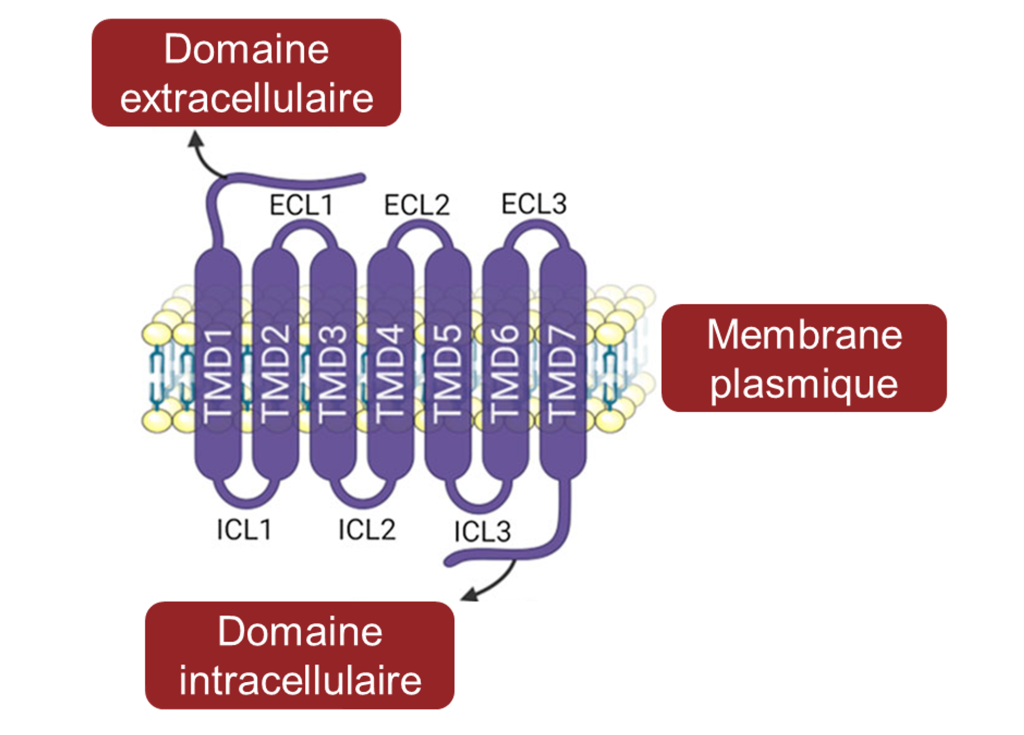 Texte alternatif : Schéma du récepteur T2R qui montre que c’est une protéine membranaire repliée composée d’une seule unité. L’extrémité en dehors de la cellule est identifiée comme le domaine extracellulaire et l’extrémité à l’intérieur de la cellule est identifiée comme le domaine intracellulaire.