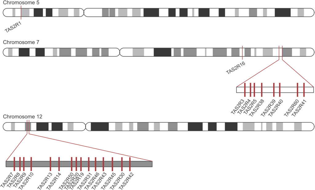 Texte alternatif : Représentation schématique des chromosomes humains 5, 7 et 12. Sur le chromosome 5, on trouve un seul gène TAS2R. Sur le chromosome 7, on trouve un gène TAS2R dans une région et 8 gènes TAS2R dans une autre région en aval. Sur le chromosome 12, on trouve 15 gènes TAS2R dans une même région.