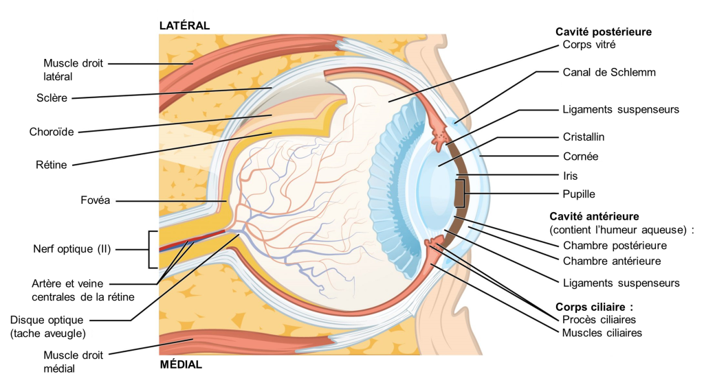 Schéma d’un œil humain. L’œil est coupé de manière à observer toutes les structures. Il est vu du haut, puisque le muscle droit latéral est visible dans le haut de l’image et le muscle droit médial est visible dans le bas de l’image. Au fond de l’œil, les trois couches ont été détachées l’une de l’autre pour mieux les présenter. La sclère, qui est la couche externe est blanche et épaisse. La choroïde, qui est la couche intermédiaire est beige et plus mince. Finalement, la rétine, représentée en jaune, tapisse l’intérieur de l’œil. Une petite dépression dans la rétine est représentée et identifiée comme la fovéa. Sous la fovéa est représenté un canal qui contient le nerf optique, qui innerve la rétine, et des vaisseaux sanguins, l’artère et la veine centrales de la rétine, dont les subdivisions sont visibles sur la rétine partout à l’intérieur de l’œil. L’endroit où le nerf optique rejoint la rétine est identifié comme le disque optique (tache aveugle). Toutes les structures déjà mentionnées sont identifiées dans la partie gauche de la figure. La partie droite de la figure représente l’avant de l’œil. Différentes structures sont identifiées dans l’ordre, des structures les plus profondes vers les structures les plus en surface de l’œil : le cristallin, qui ressemble à une lentille, l’iris, qui est la partie colorée de l’œil, représenté en brun, la pupille qui est un trou au centre de l’iris et la cornée, que le schéma montre comme transparente. Sur le bord de la cornée se trouve un petit trou identifié comme le canal de Schlemm. Toujours sur la partie droite de la figure, la cavité postérieure et la cavité antérieure de l’œil sont identifiées. La cavité postérieure représente la majeure partie de la sphère de l’œil, derrière le cristallin. Cette cavité est remplie du corps vitré, une substance gélatineuse non représentée sur le schéma. La cavité antérieure contient plutôt l’humeur aqueuse, un liquide non représenté sur le schéma. Cette cavité est subdivisée en deux sous-régions : la chambre postérieure, située entre le cristallin et l’iris, et la chambre antérieure, située entre l’iris et la cornée. Finalement, les corps ciliaires sont représentés autour du cristallin. Ils sont constitués de muscles ciliaires, qui se prolongent en procès ciliaires, auxquels sont attachés des ligaments suspenseurs qui sont aussi attachés au cristallin.